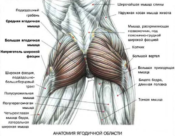Строение ягодиц